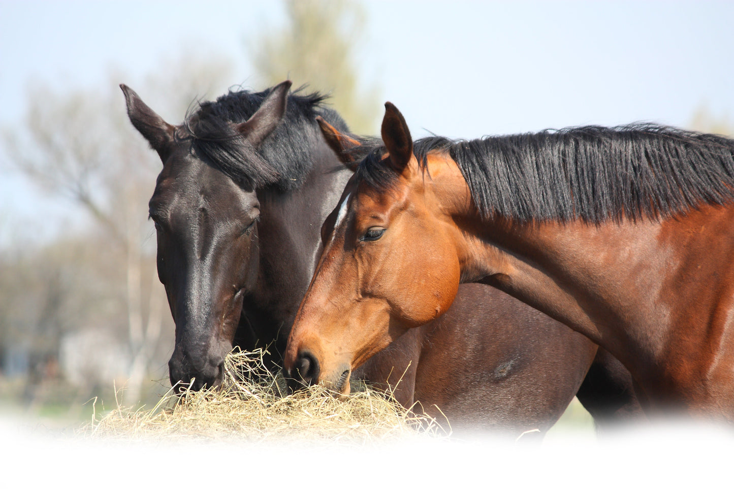 Hip and Joint Horse GLUCOSE FREE Premium Joint Supplement