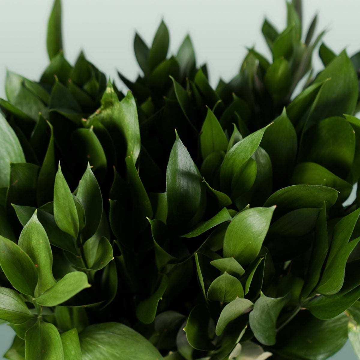 Ruscus Hard