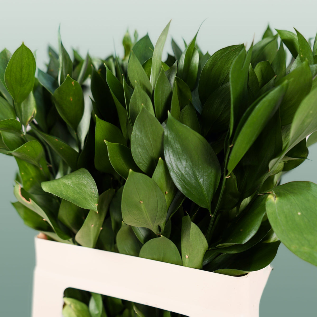 Ruscus Hard