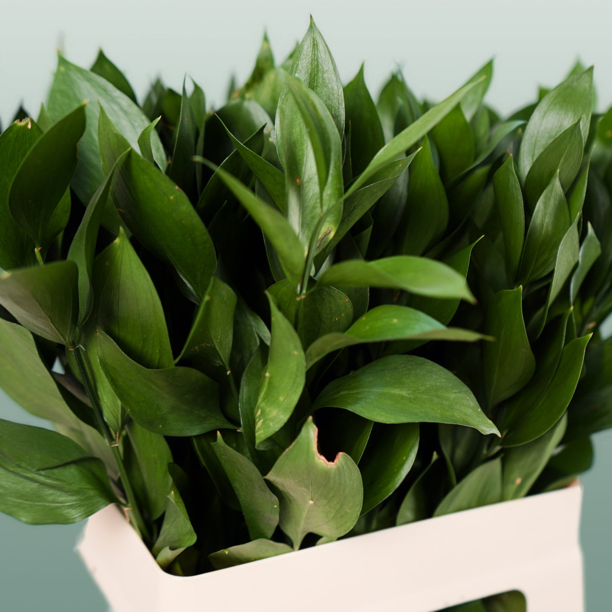 Ruscus Hard