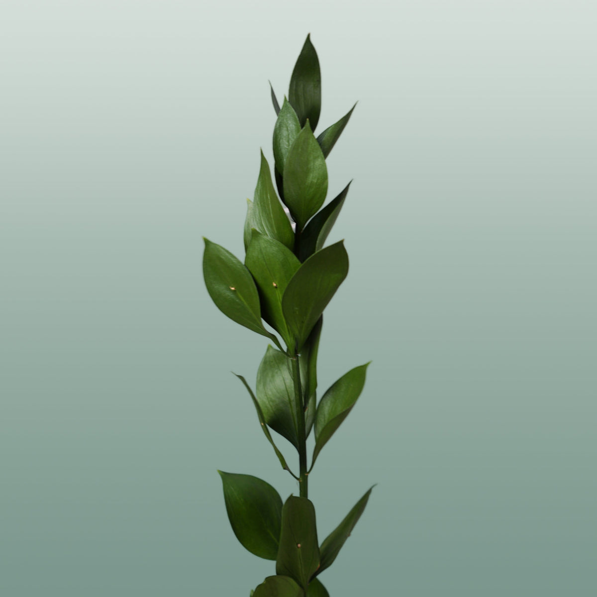 Ruscus Hard
