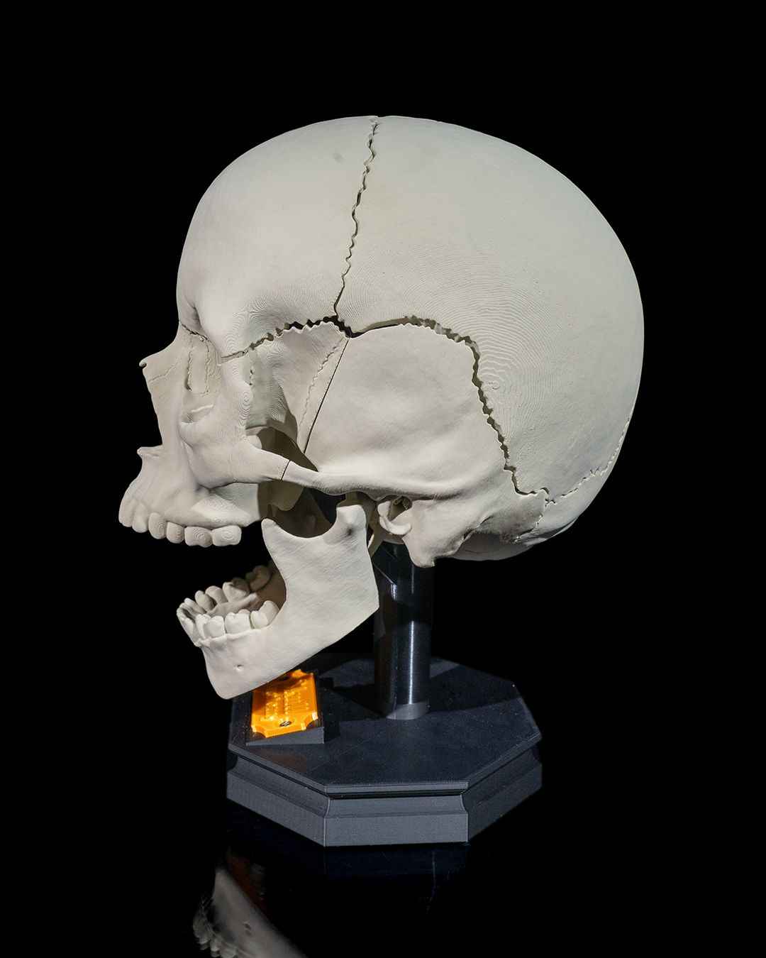 Human Adult Skull educational model