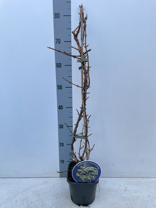 Climbing Hydrangea 'Hydrangea petiolaris' 1.5L (60-70cm)