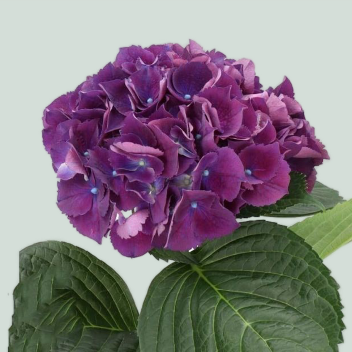 Hydrangea Royal King