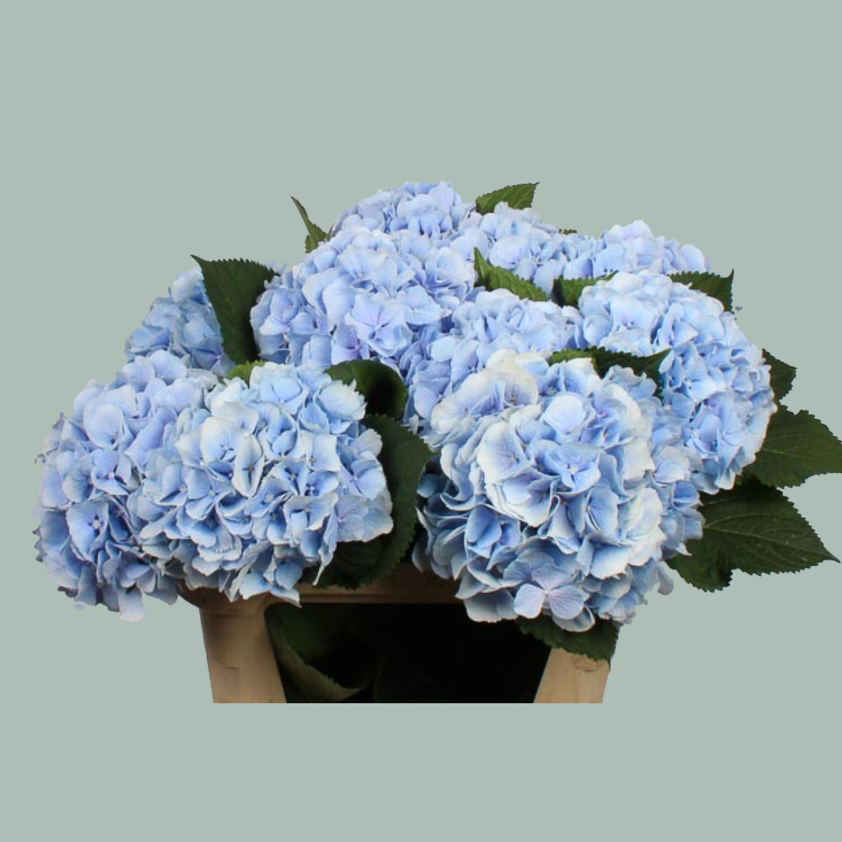 Hydrangea Verena Blue