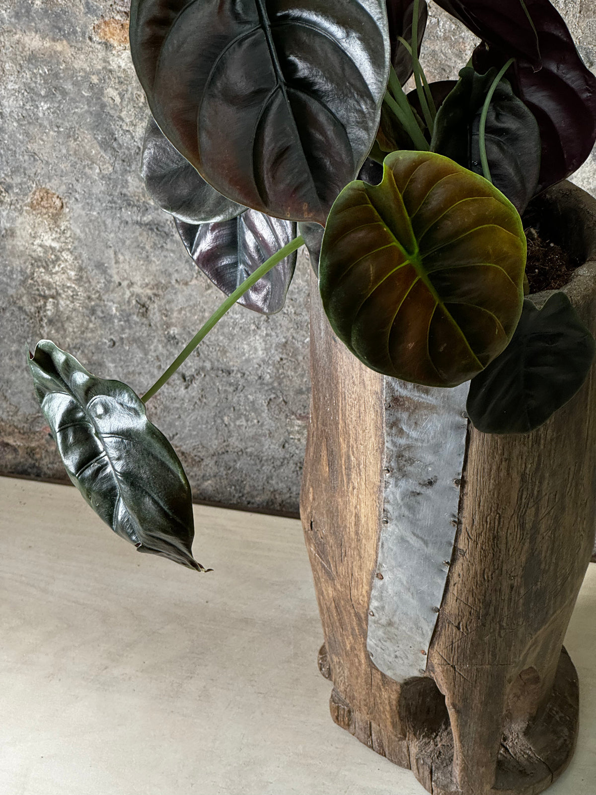 Vintage Tutsi Grain Stomper planted with Philodendron Red Shield FR20