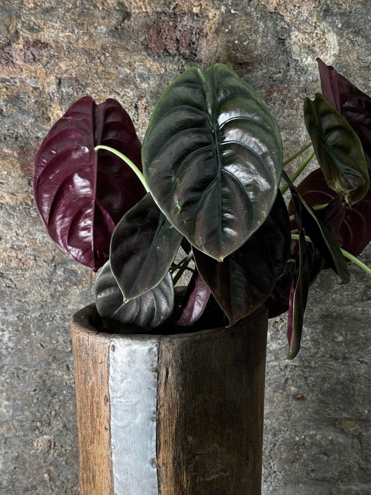 Vintage Tutsi Grain Stomper planted with Philodendron Red Shield FR20