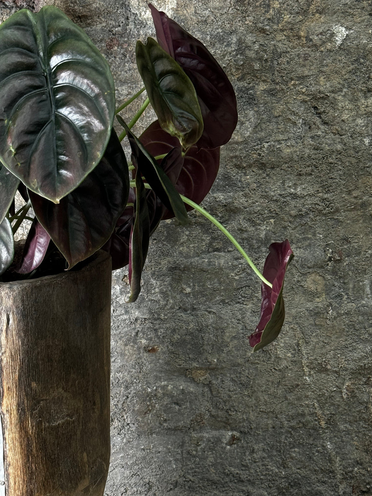 Vintage Tutsi Grain Stomper planted with Philodendron Red Shield FR20