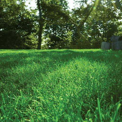 PM 60 Greenshade - Wear Tolerant Under Shaded Conditions