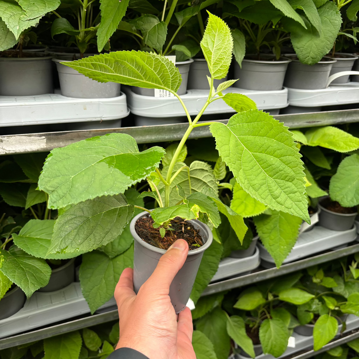 Hydrangea arborescens 'Annabelle' 9cm / 2L / 6L