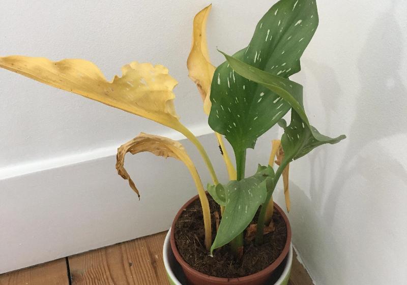 Slow release sachets for Red Spider Mite (Amblyseius Andersoni)