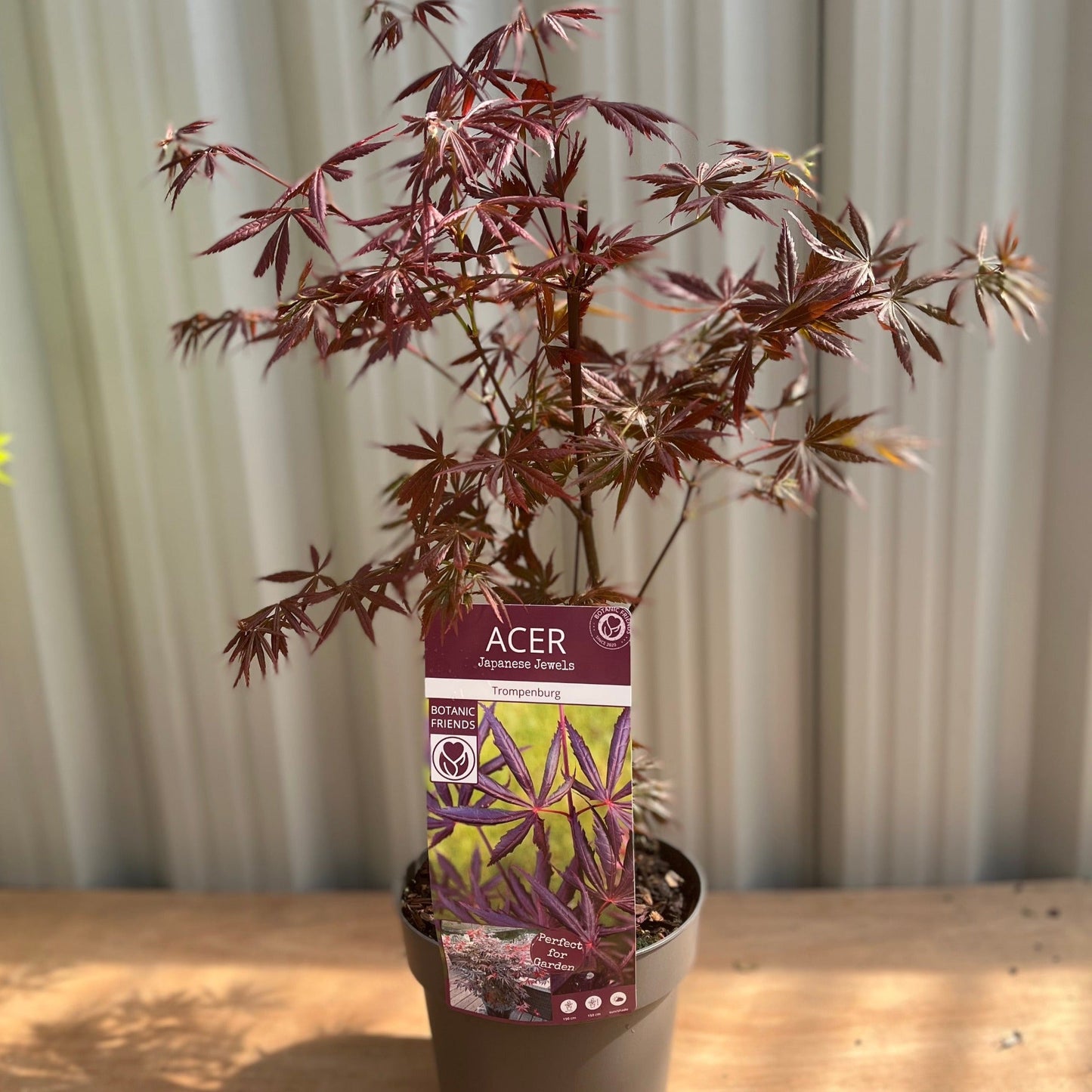 Acer palmatum 'Trompenburg' 3L (80cm)