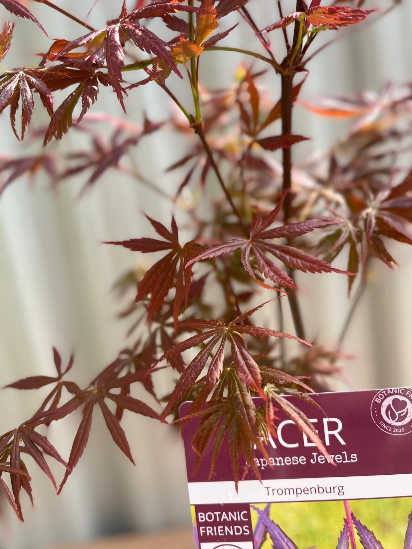 Acer palmatum 'Trompenburg' 3L (80cm)