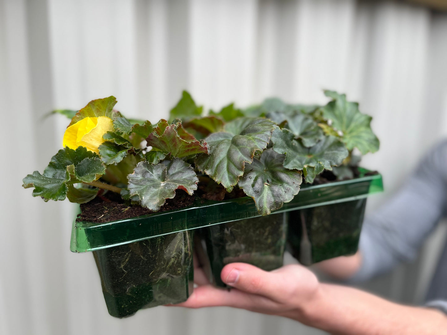 Begonia 'Non-Stop' | Tray of 6 Mixed Plants