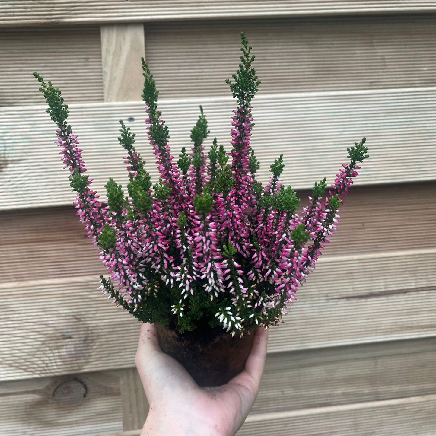 6 x Heather | Calluna vulgaris (Mixed Colours)