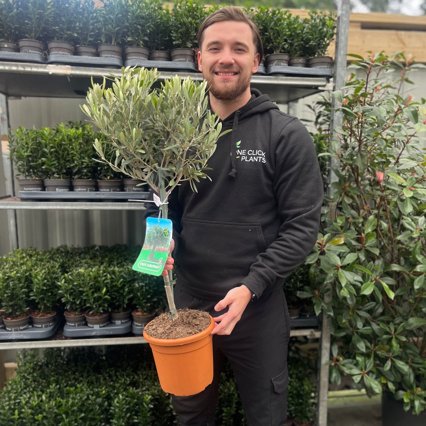 Olive Tree | Olea europea
