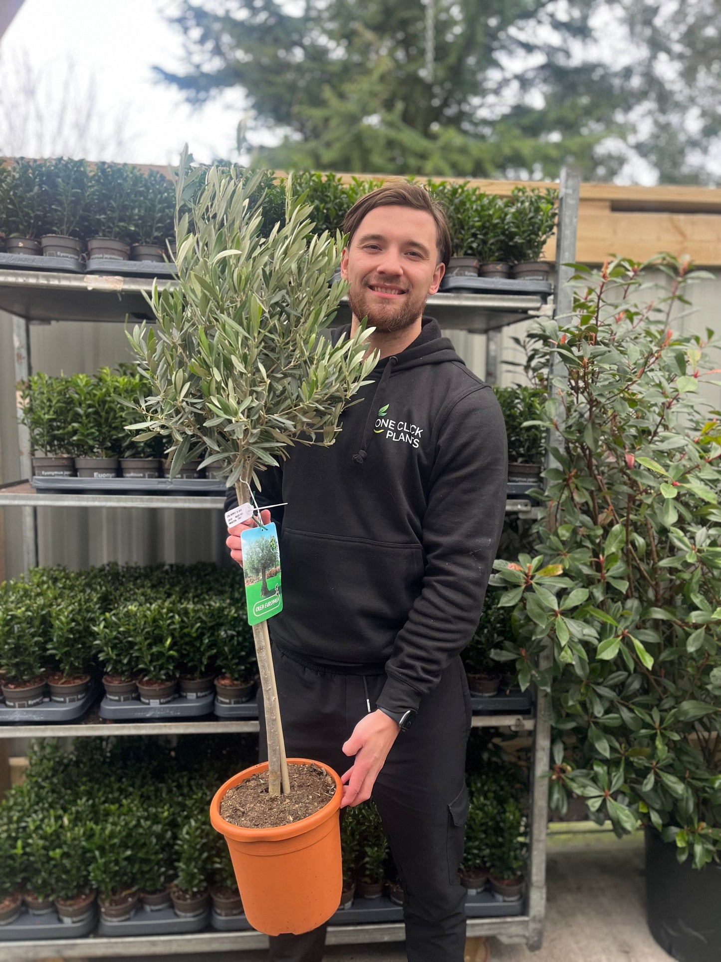 Olive Tree | Olea europea