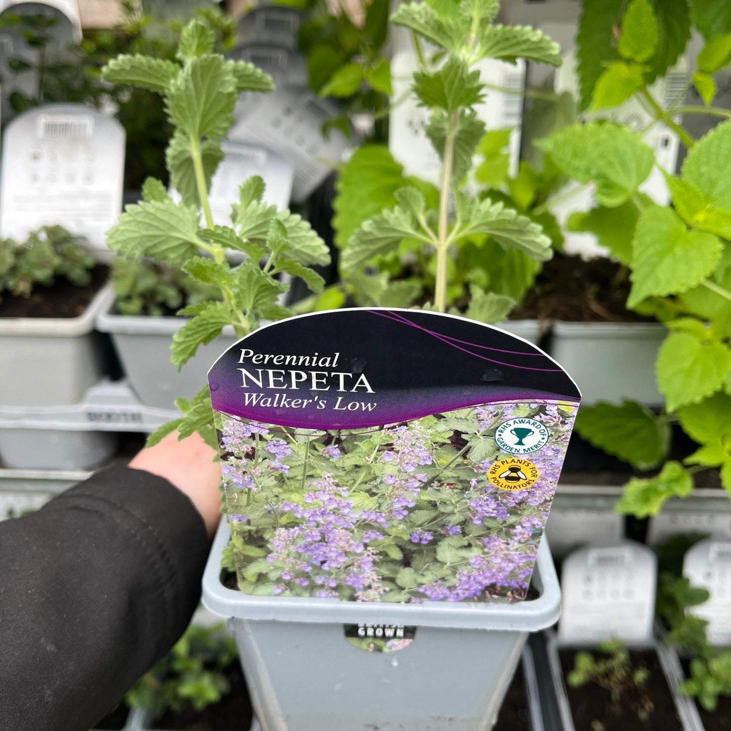 Nepeta 'Walkers Low' 9cm/2L