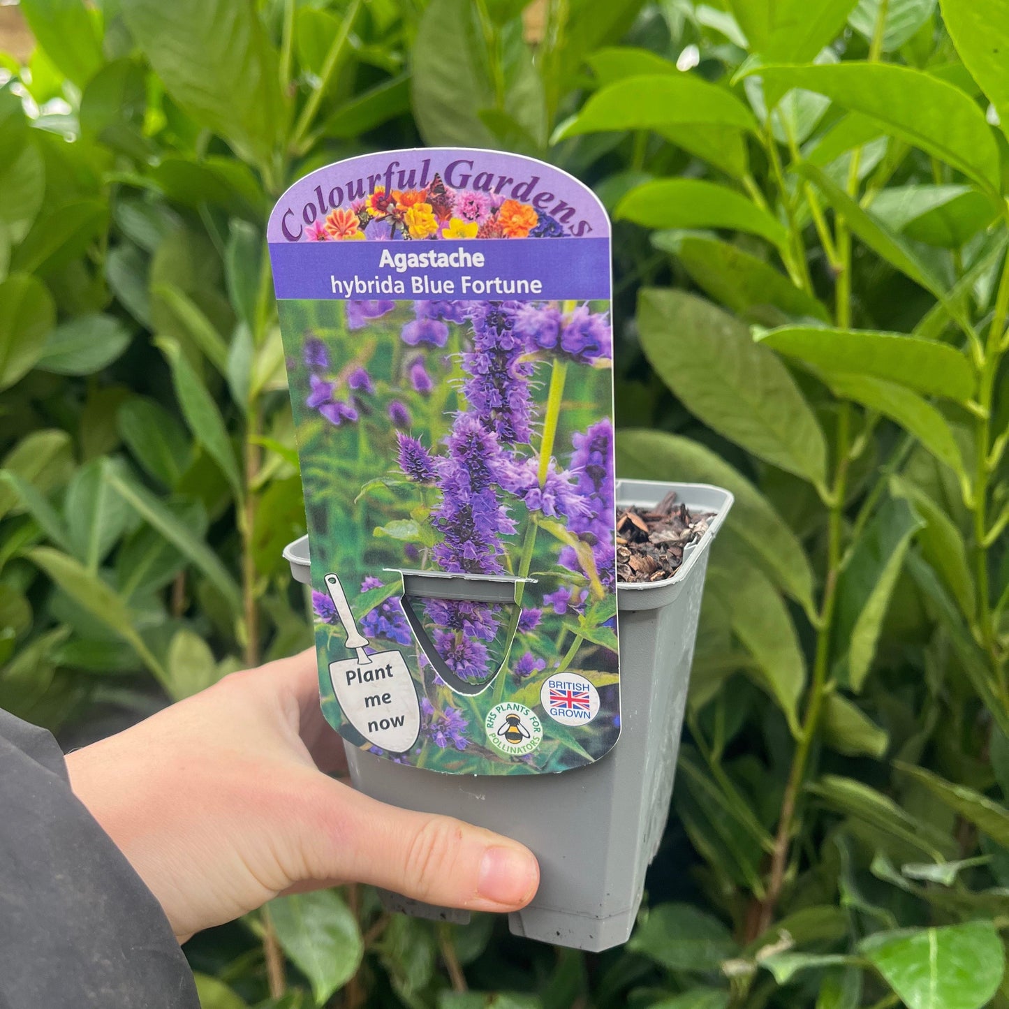 AGASTACHE 'Blue Fortune' 9cm