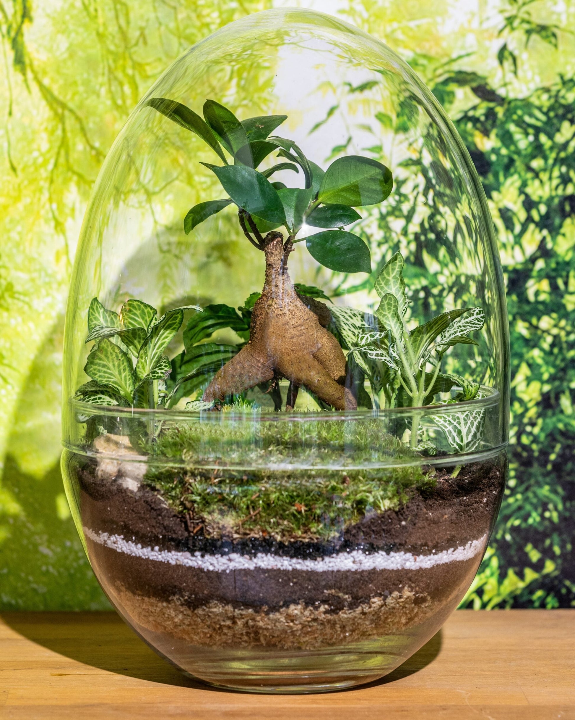 Large glass egg terrarium kit - 26cm