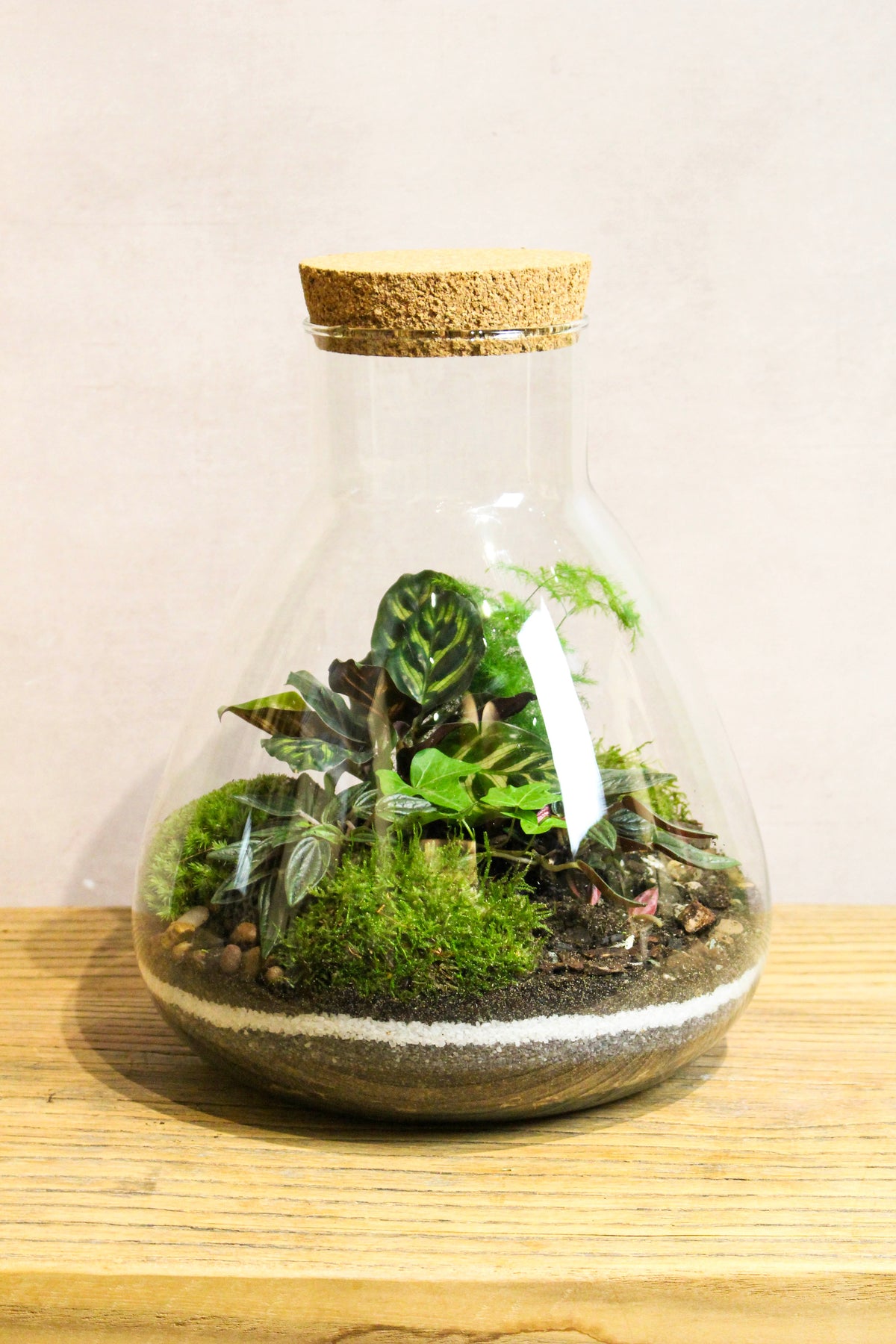 LAB Jar Terrarium (Tropical) 24cm