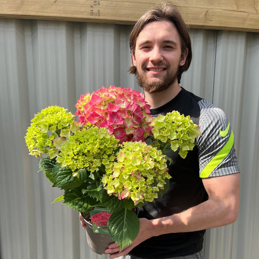 Hydrangea macrophylla  'Red Ball' ( 4 Sizes available)