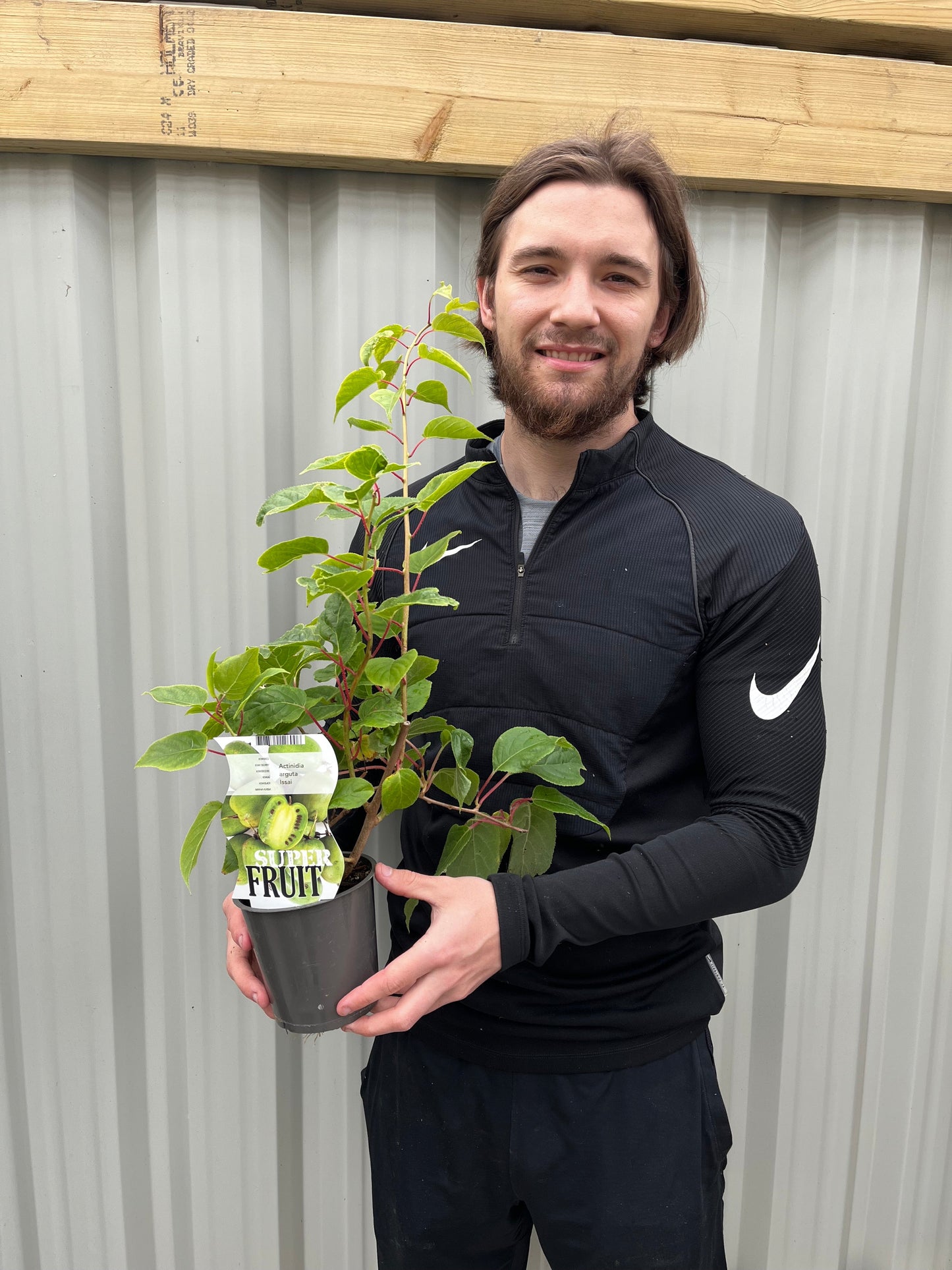 Actinidea 'Issai' Kiwi 1.5L