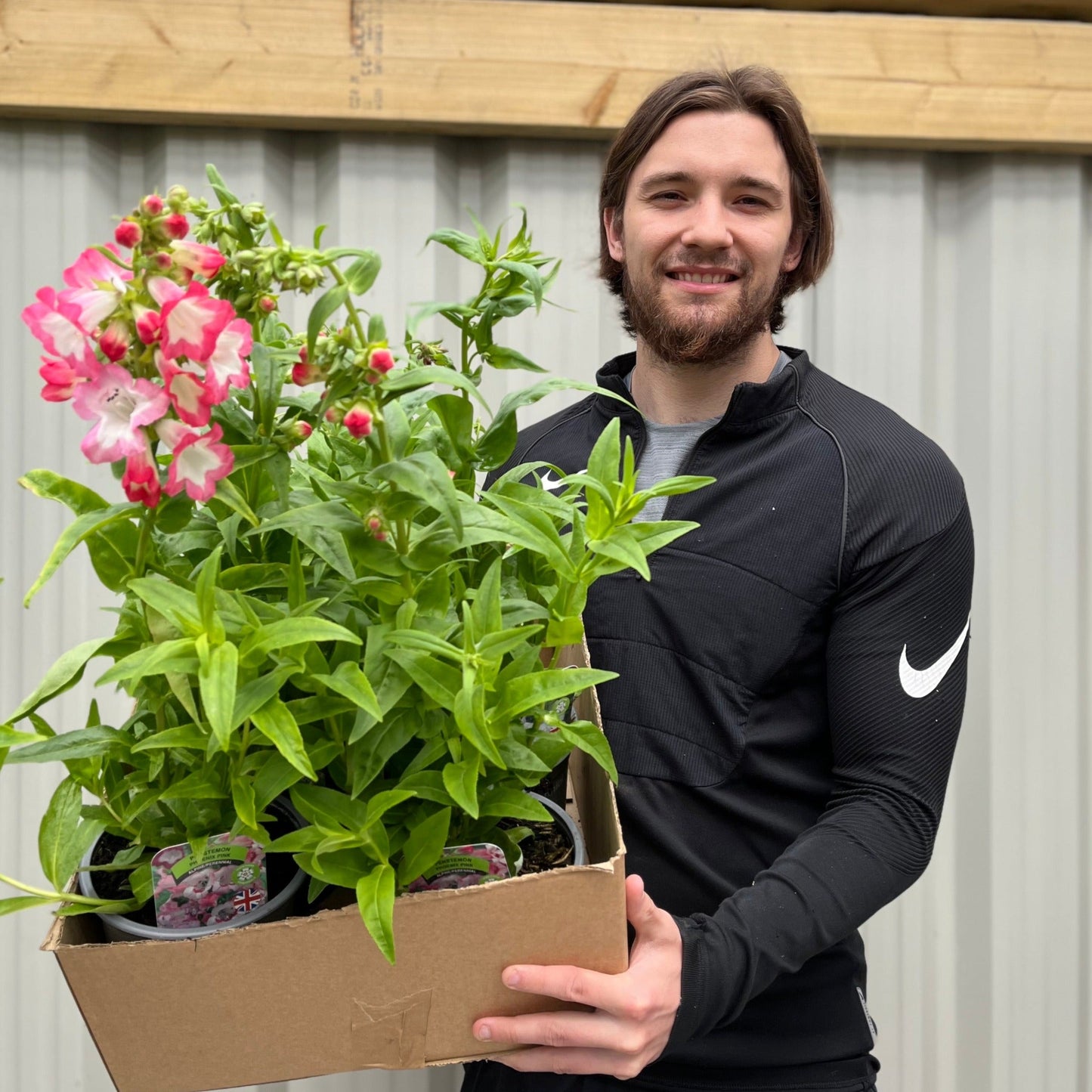 5 x Penstemon (5 x 1.5L Pots)