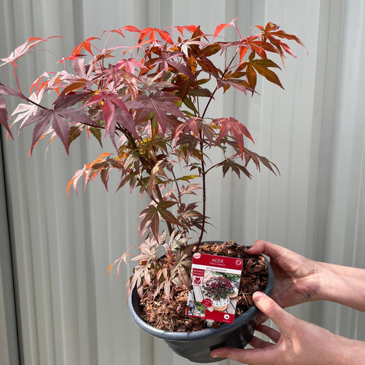 Acer palmatum 'Atropurpureum'
