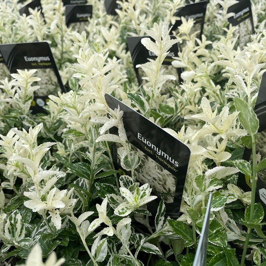 Euonymus fortunei 'Harlequin' 9cm / 1.5L / 2L