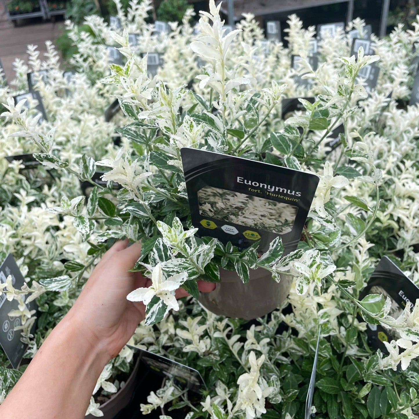 Euonymus fortunei 'Harlequin' 9cm / 1.5L / 2L