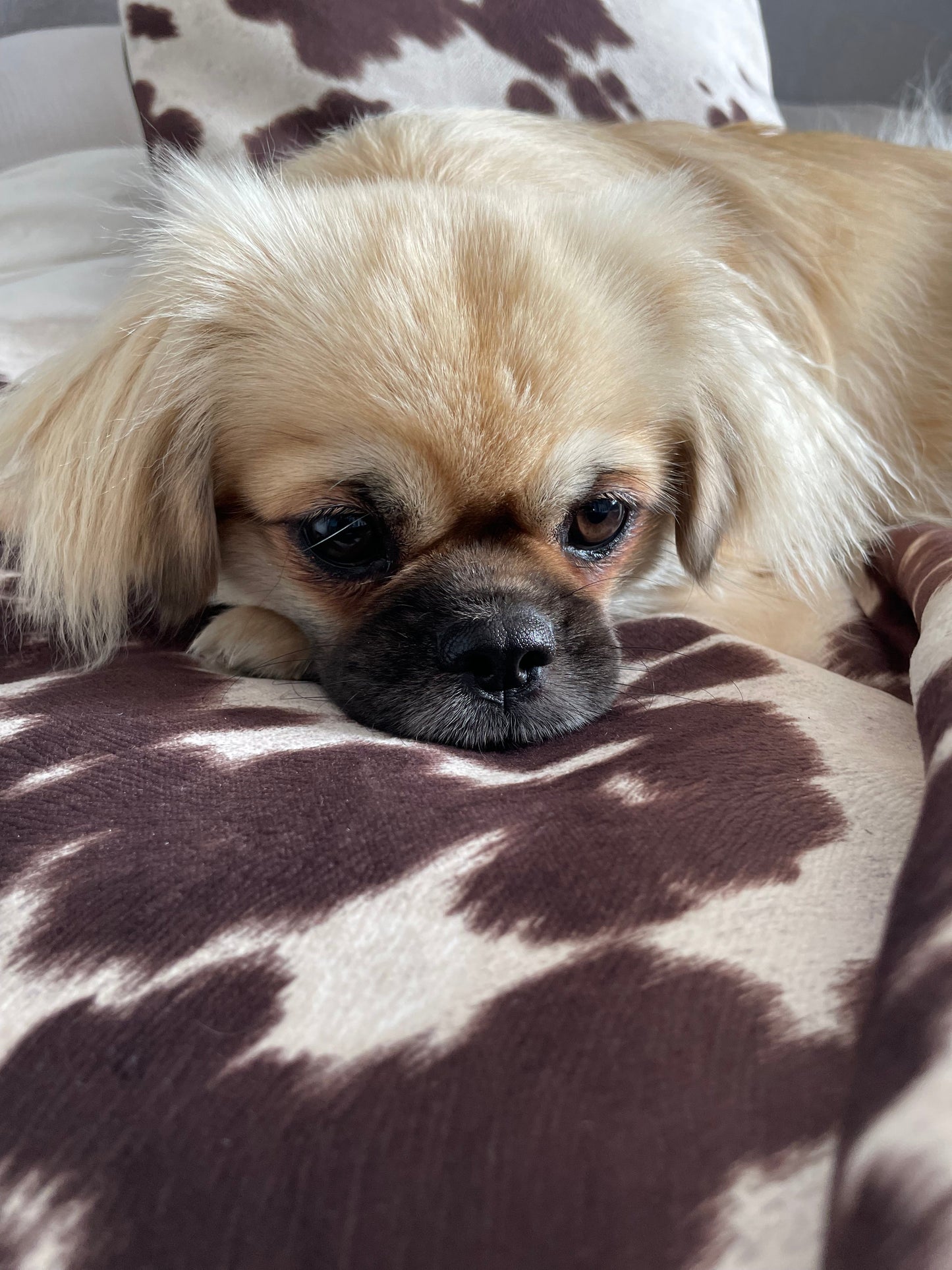 Luxury Faux Cow Hide/faux leather dog/pet bed with removable cover