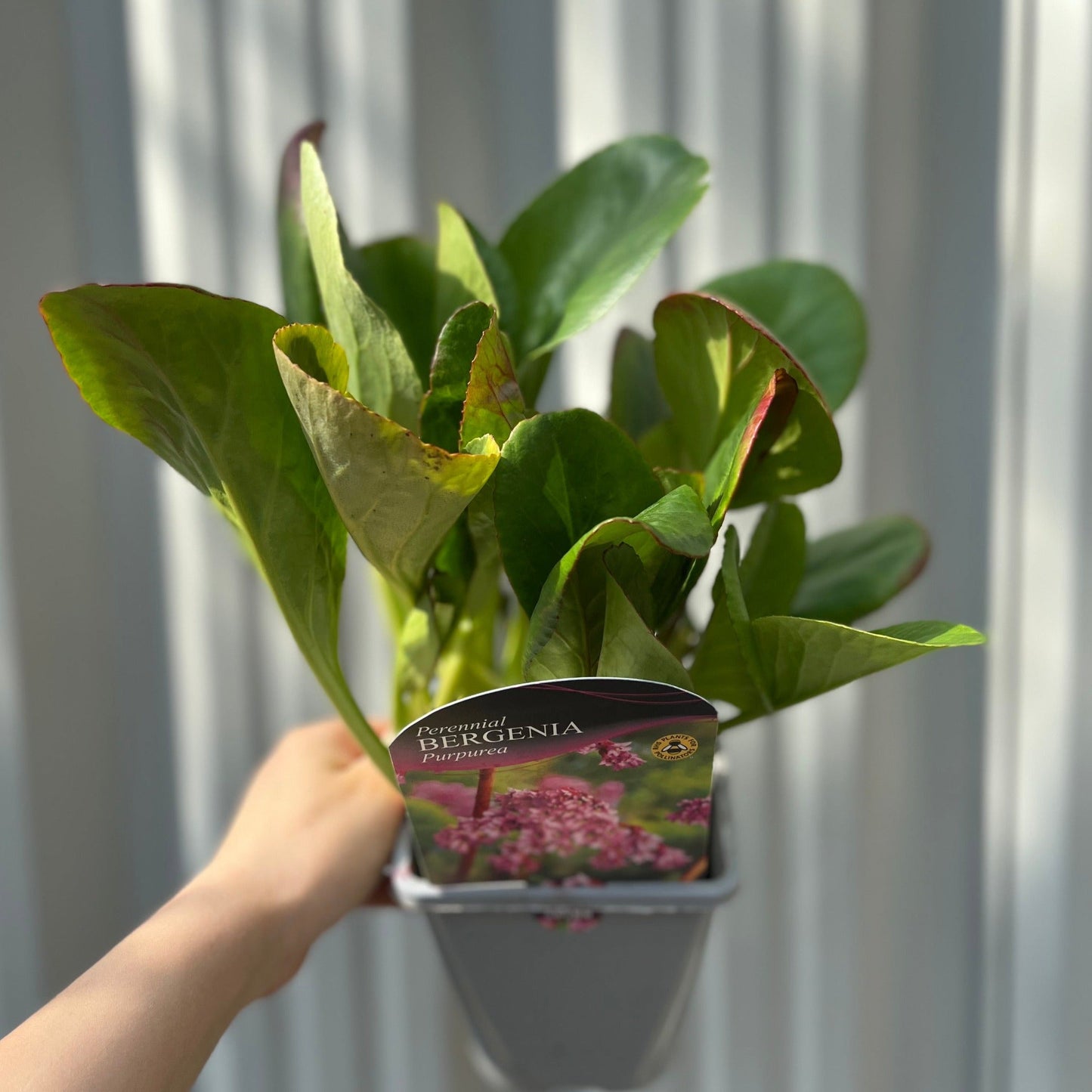 Bergenia cordifolia 'Purpurea' (Elephant's Ears) - Two sizes available