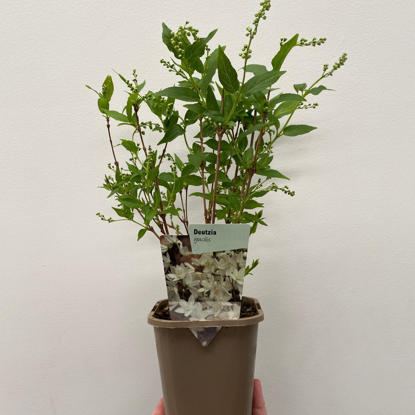 Deutzia gracilis 1L/2L