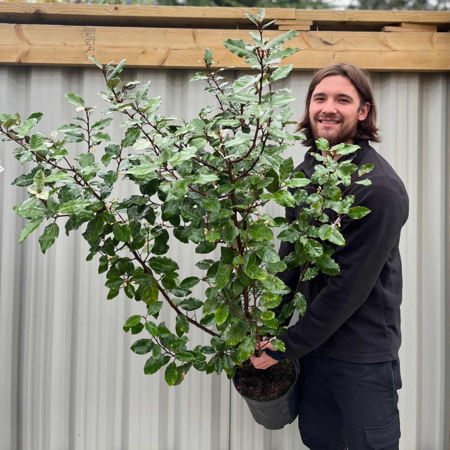 Elaeagnus x ebbingei Compacta (Multibuy Offers Available)