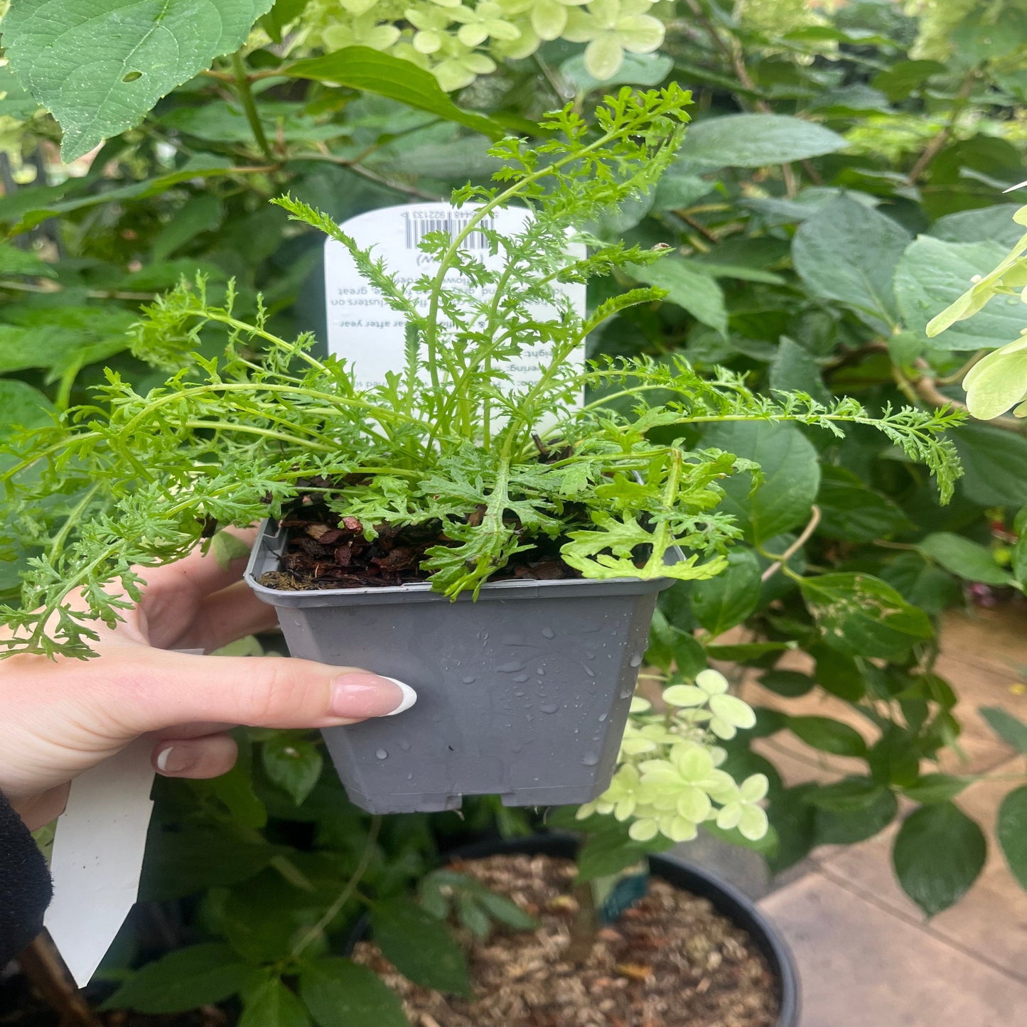 Achillea - Cream 9cm