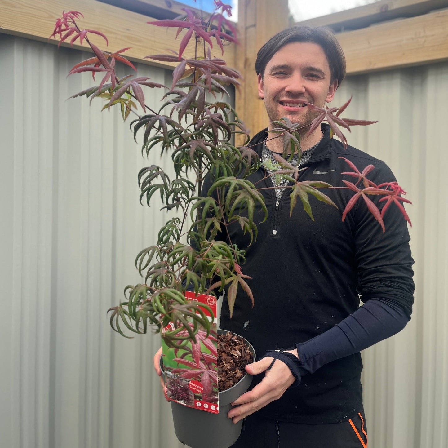 Acer palmatum 'Starfish' 3L