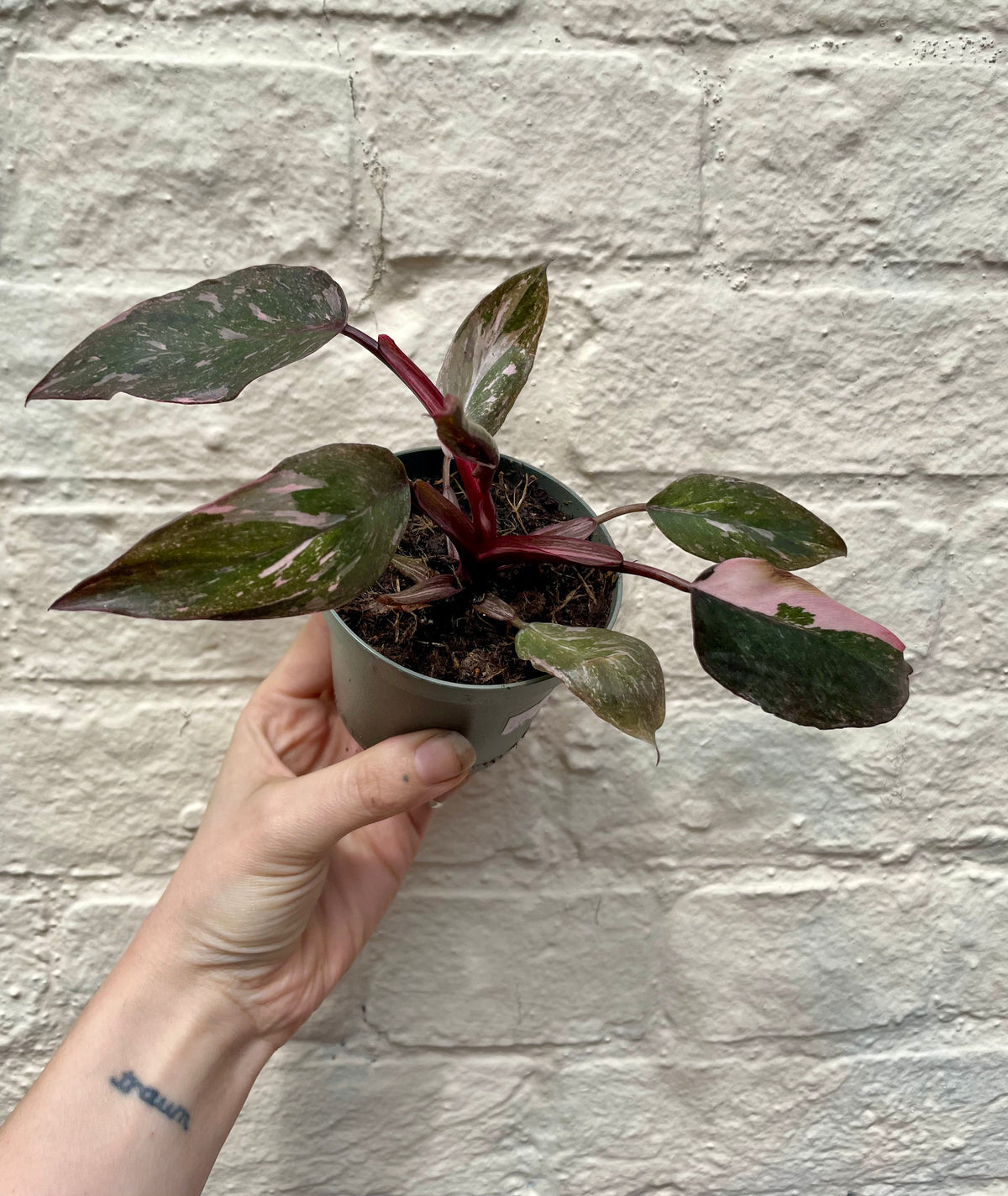 Philodendron erubescens 'Pink Marble'