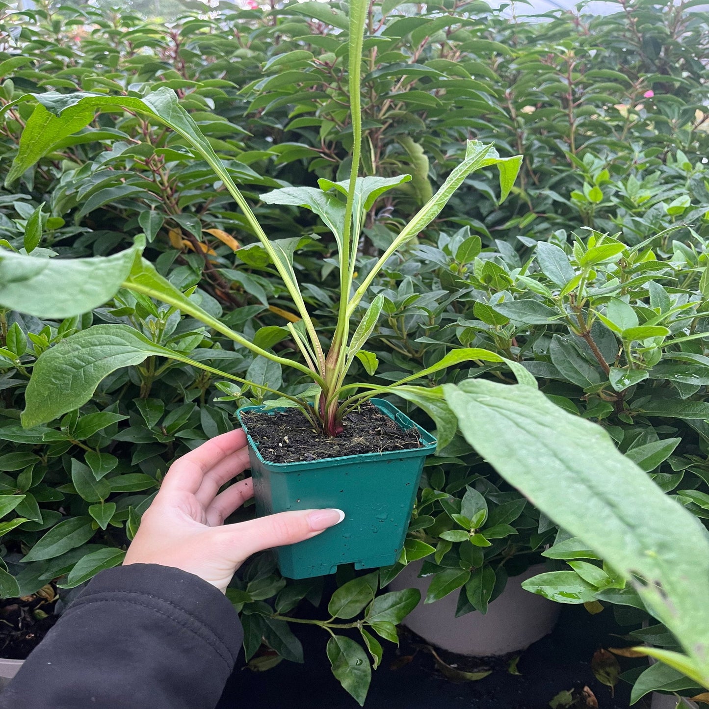 Echinacea purpurea Prairie Blaze Orange Sunset 9cm/2L Pot