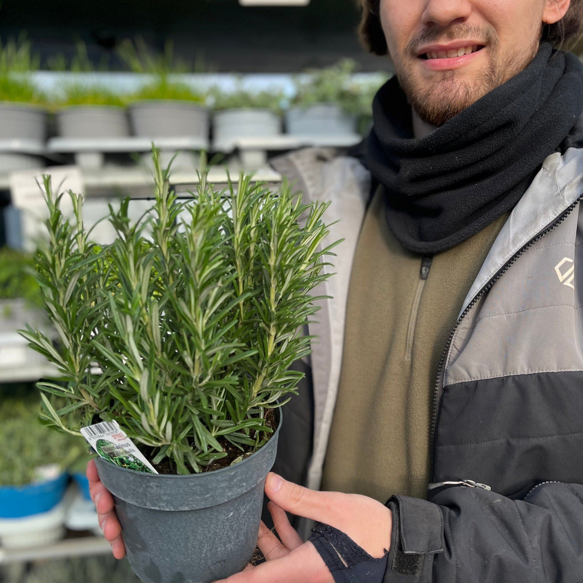 Rosemary officinalis
