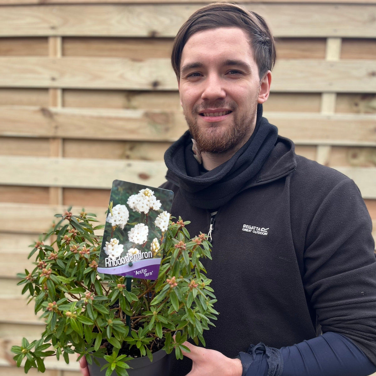 Rhododendron Dwarf White 'Arctic Tern' 2L