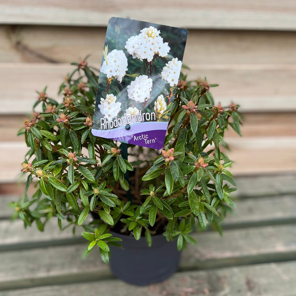 Rhododendron Dwarf White 'Arctic Tern' 2L