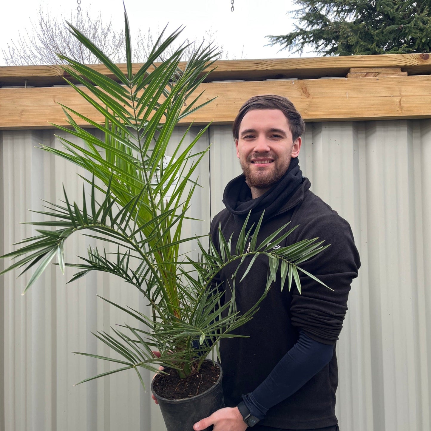 Phoenix Palm | Phoenix canariensis 'Canary Island Date Palm' 60-70cm / 70-80cm
