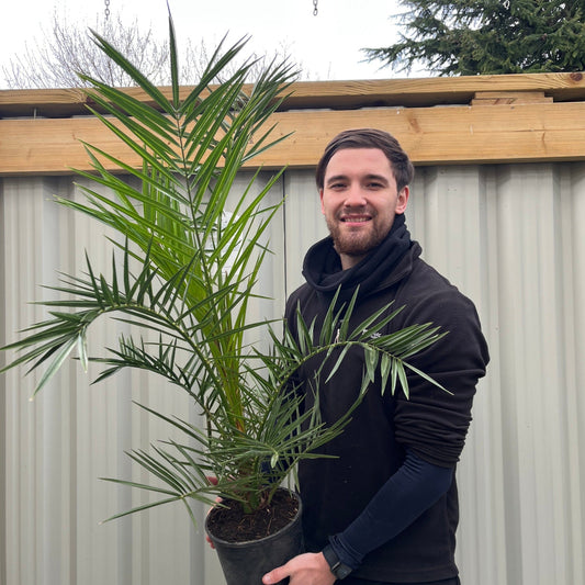 Phoenix Palm | Phoenix canariensis 'Canary Island Date Palm' 60-70cm / 70-80cm