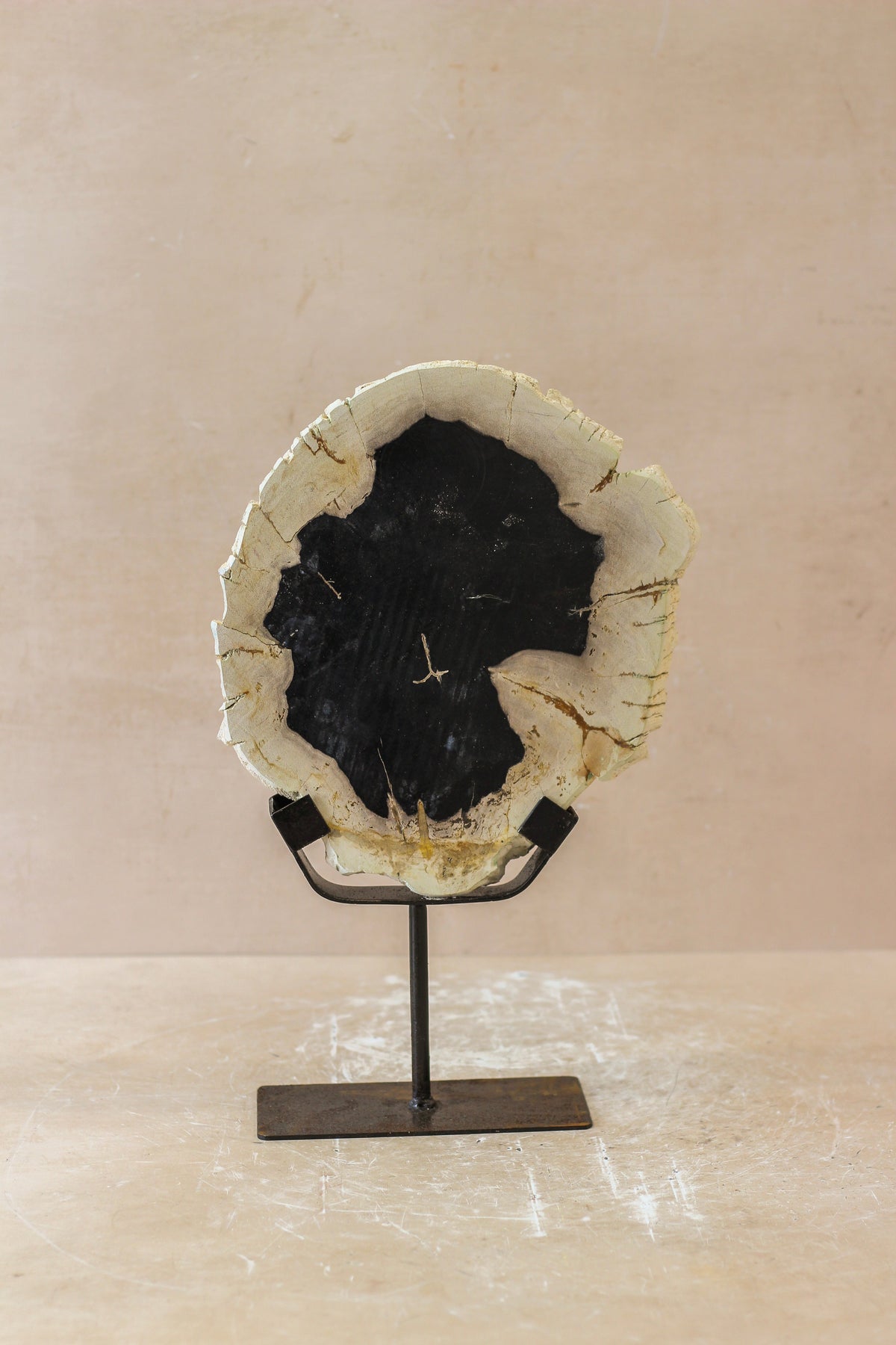 Petrified Wood Display - No 1