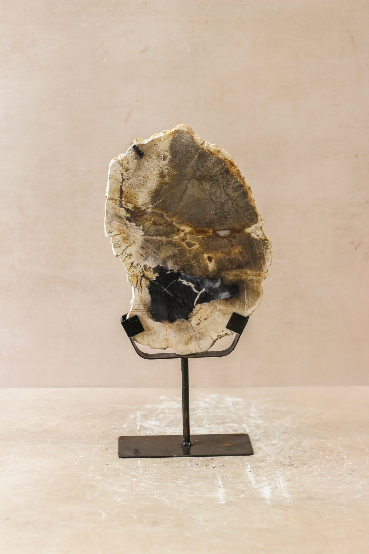 Petrified Wood Display - No 2