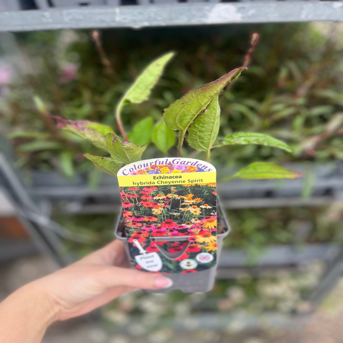 Echinacea purpurea 'Cheyenne Spirit' 9cm / 2L