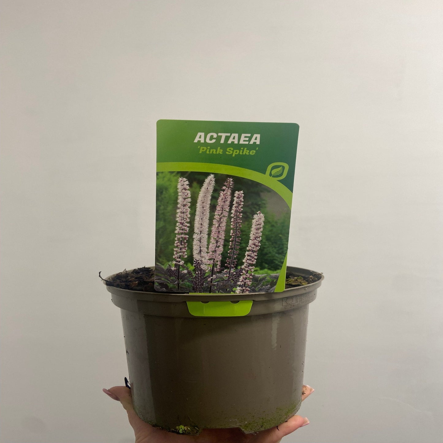 Actaea simplex Pink Spike' 2L