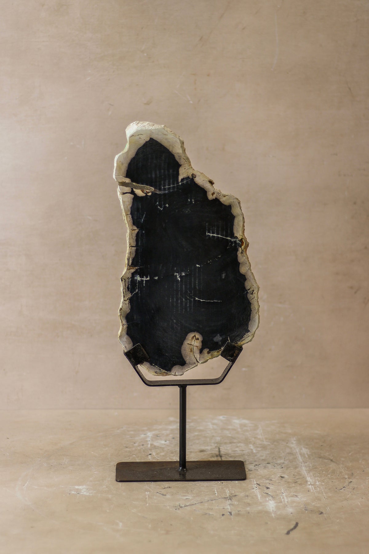 Petrified Wood Display - No 8