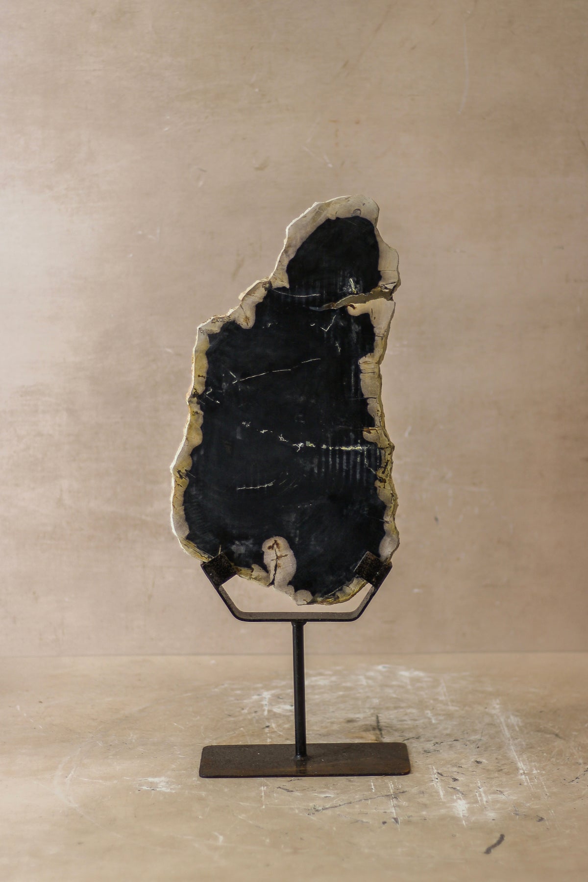 Petrified Wood Display - No 8